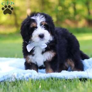 Dodger, Mini Bernedoodle Puppy